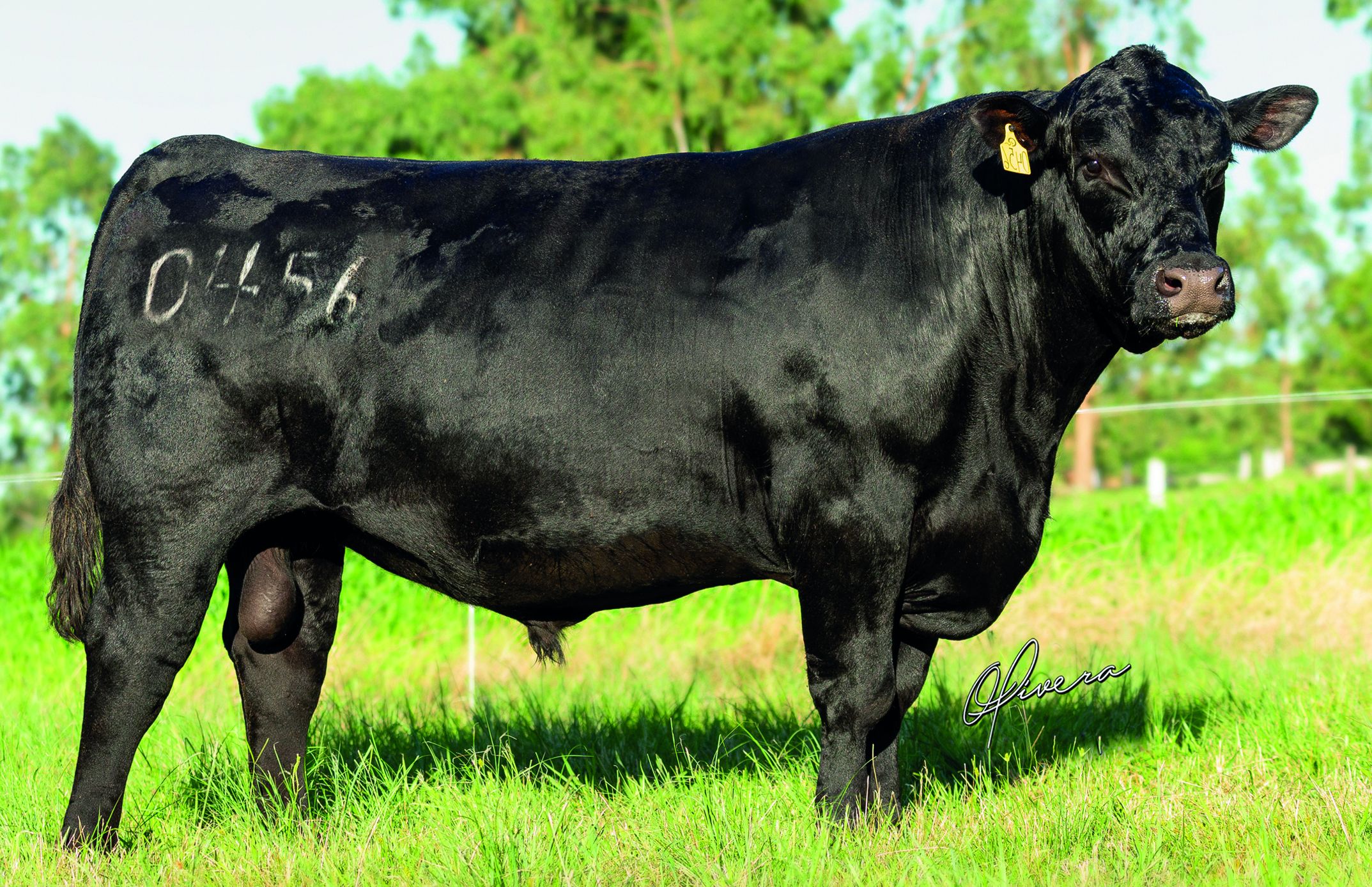 44 FIREBALL 0456 AN721 | Touro | Select Sires