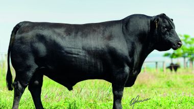 PROGRESSO TE915 - SAN FRANCISCO