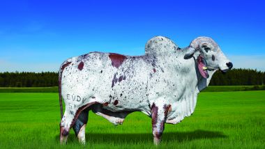 COMENDADOR  FIV PADRE BENTO