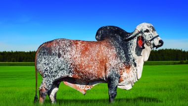 PEREGRINO FIV F MUTUM