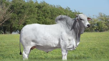 LENDÁRIO FIV KATISPERA