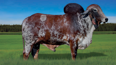 LÍDER FIV CABO VERDE