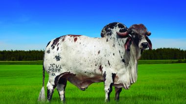 DORITOS FIV CABO VERDE