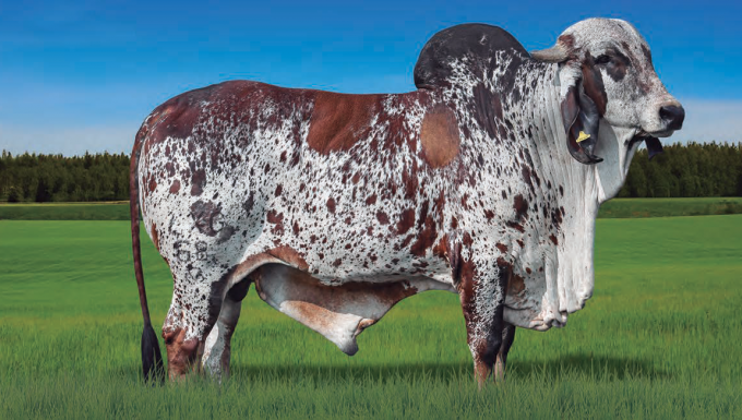 Foto HERÓI FIV LXG IMPERIAL