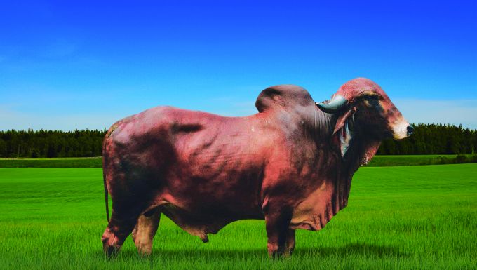 Foto FAVO RADAR FIV DO FUNDÃO