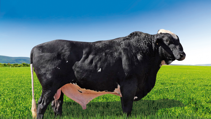 Foto PROMISSOR FIV KINGBOY ALMENARA