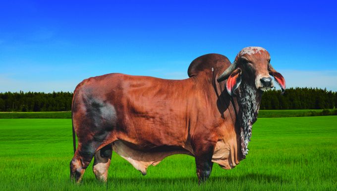 Foto GIGANTE FIV JMMA