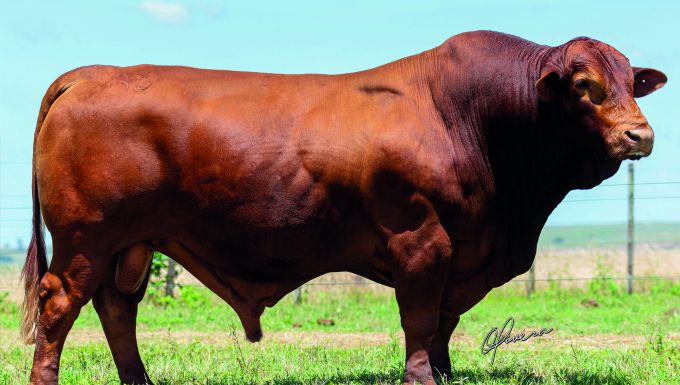 Foto D.MILOCA TE 030 ROJÃO