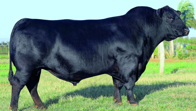 Foto 44 GROWTH FUND 9191