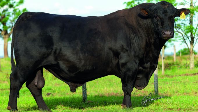 Foto 44 HAT TRICK 0042