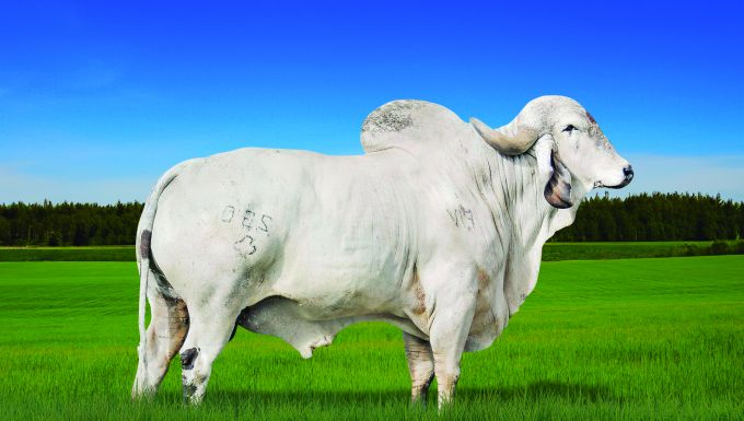 Foto SUMAÚMA JALISCO FIV