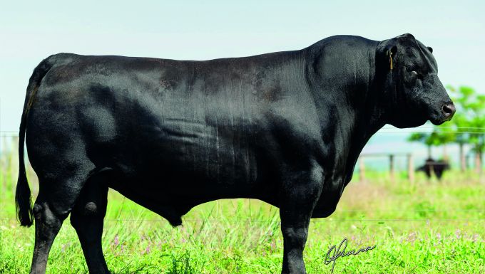 Foto PROGRESSO TE915 - SAN FRANCISCO