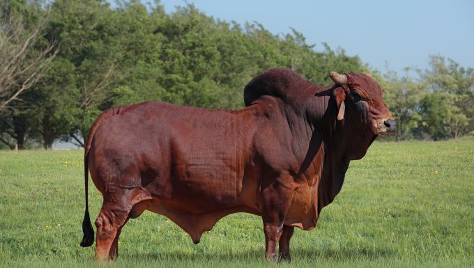 Foto MALVADÃO CAMPARINO