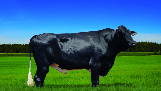 Foto MALBORO NETO PENEDOS