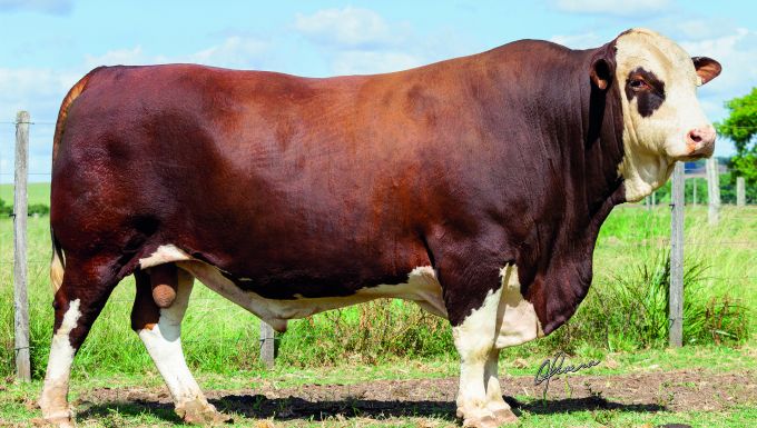 Foto SERENO 38-TE17138 MOLINO