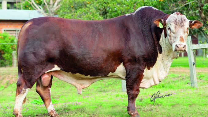 Foto PITANGUEIRA 38-X152 BANDOLEIRO