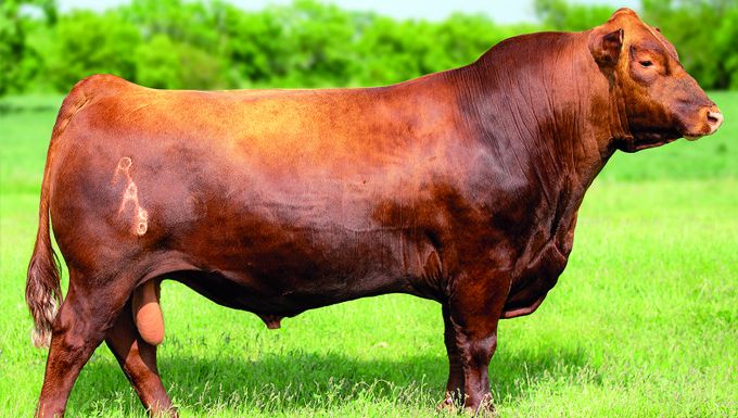 Foto BIEBER BLUE CHIP H302