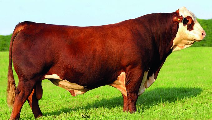 Foto CMF 1720 GOLD RUSH 569G ET