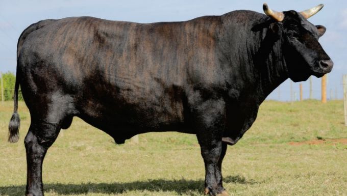 Foto BALAJI 08 FIV KALUNGA