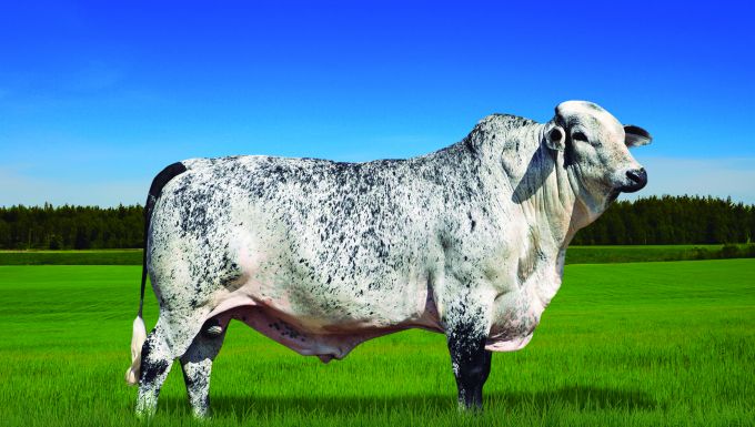 Foto GOLIAS SUPERSIRE FIV SABV