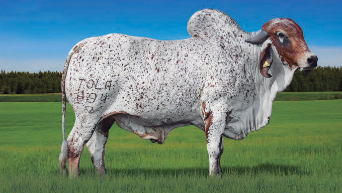 Foto PAPIRUS FIV TOL