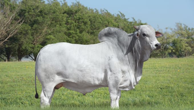 Foto LENDÁRIO FIV KATISPERA