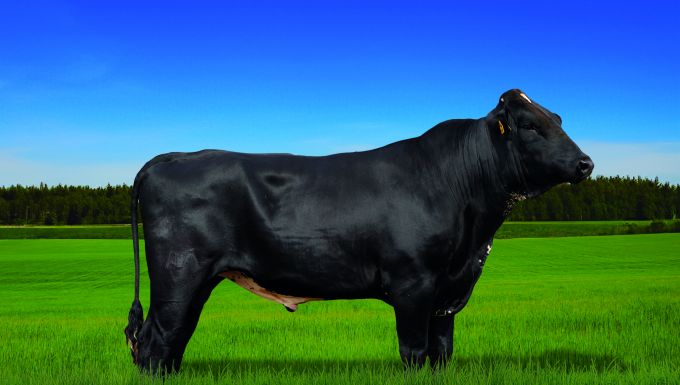 Foto JOAQUIM FIV 4365 TAHITI NF IRMÃOS