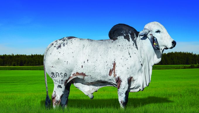 Foto FORAGIDO DO BASA