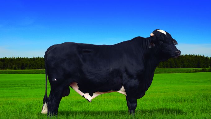 Foto BLACK STAR DOC DA BABILONIA