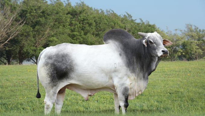 Foto LOTUS FIV KATISPERA