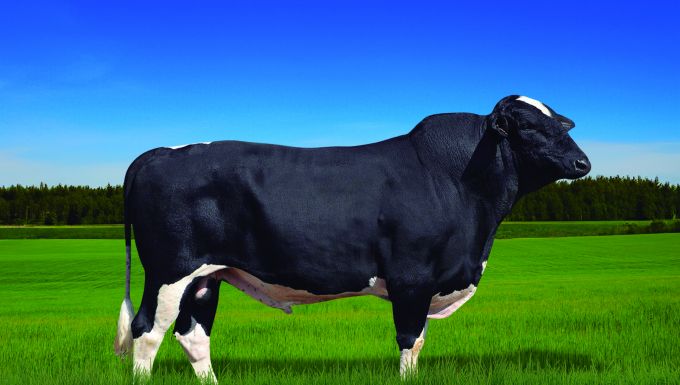 Foto DOLAR JEDI TEBARROT