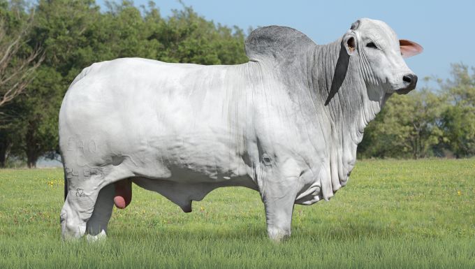 Foto GENERAL FIV DA EAO