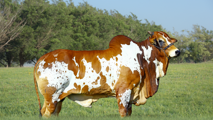 Foto LÍDER FIV GC DA SL