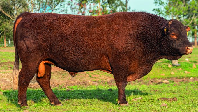 Foto BRIGADEIRO ORÁCULO