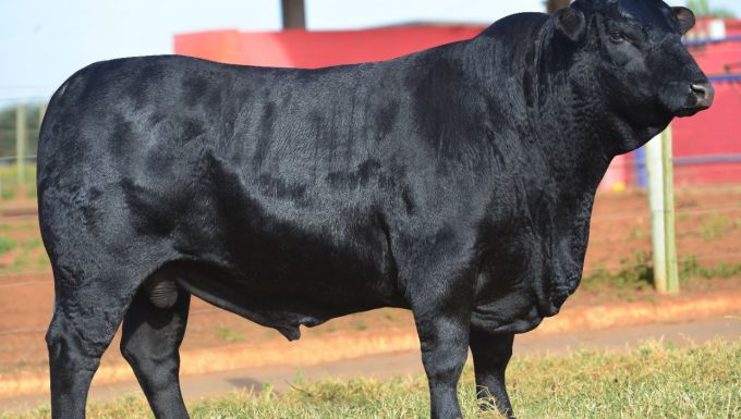 Foto RAGNAR GUAPIARA
