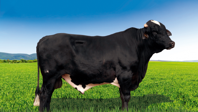 Foto BLACK STAR DOC DA BABILONIA