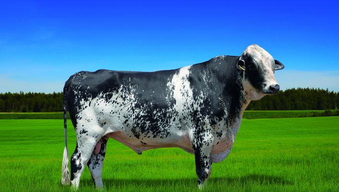 Foto APOLO ALPHABET PINHALENSE