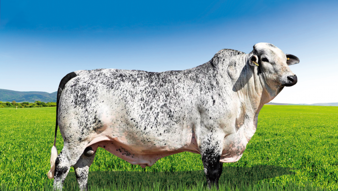 Foto GOLIAS SUPERSIRE FIV SABV