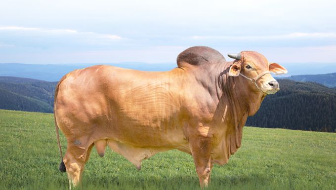 Foto ORIGAME SINDI DA FTI