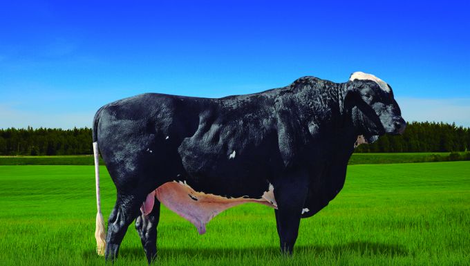 Foto PROMISSOR FIV KINGBOY ALMENARA