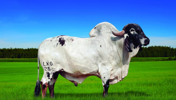 Foto DOURADO FIV LXG IMPERIAL