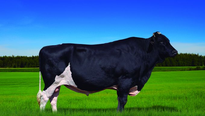 Foto LUXO FIV ATWOOD ERMELINDA VOLTA FRIA