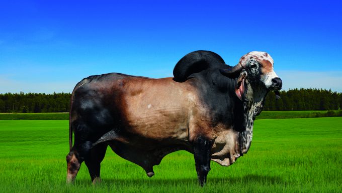 Foto GASPAR S. RITA DE CASSIA