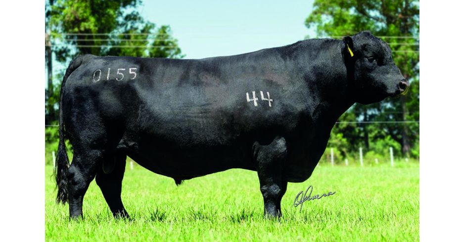 Touro | Select Sires