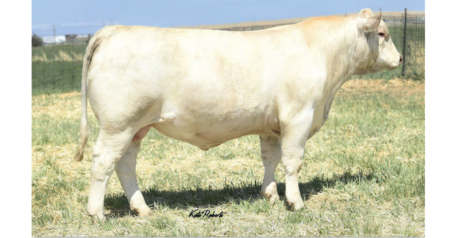 Touro | Select Sires