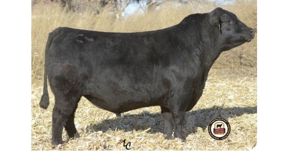 BALDRIDGE JENNINGS Z064 7AN438 | Touro | Select Sires