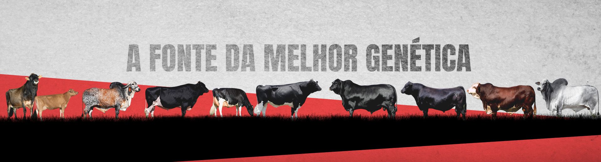 A fonte da Melhor Genética