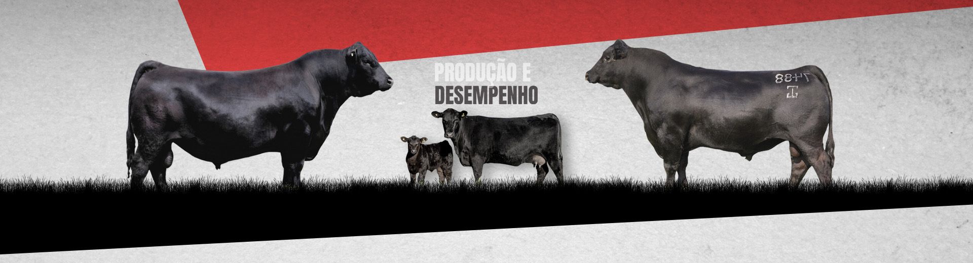 Aqui eles chegam Primeiro