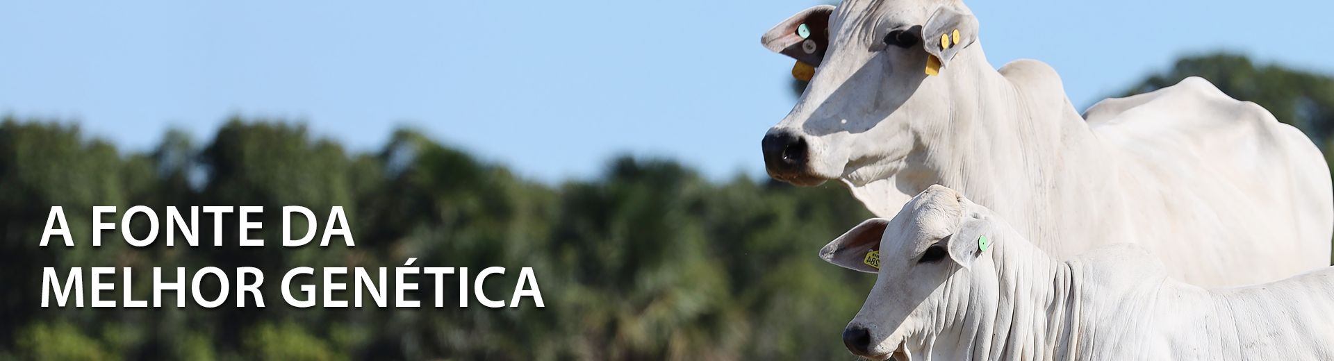 Nelore Select Sires Brasil