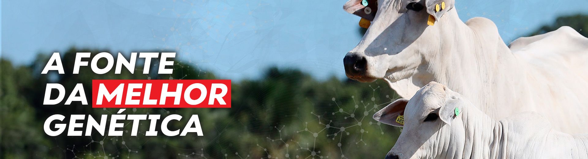 Nelore Select Sires Brasil